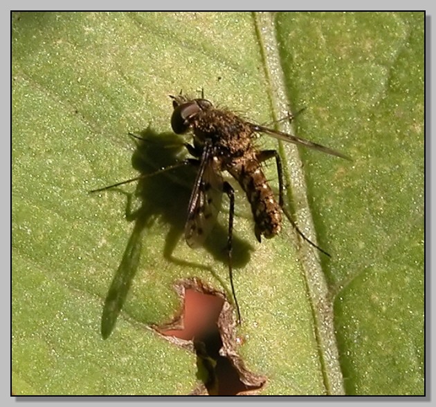 Bombyliidae, A: Usia sp; B: Cyllenia cf. rustica.